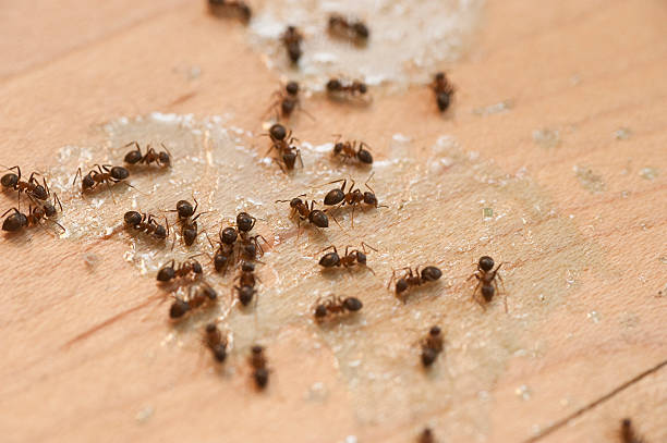 Best Emergency Pest Control  in Drain, OR