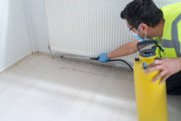 Best Rat Extermination Near Me  in Drain, OR